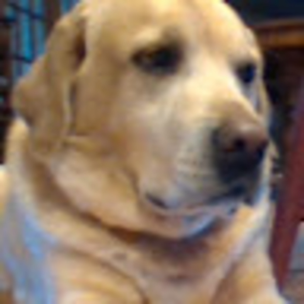 Meet your Posher, Lily